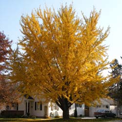 Ginkgo biloba / Ginkgo biloba